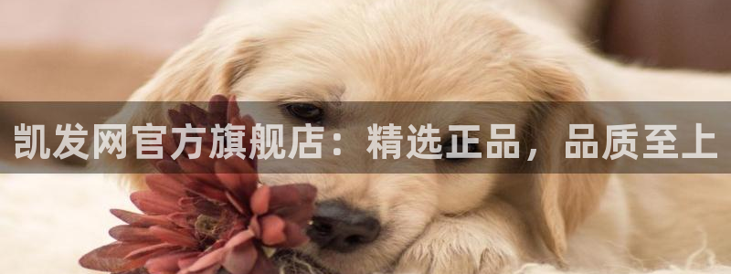 辉达娱乐平台开户：凯发网官方旗舰店：精选正品，品质至上